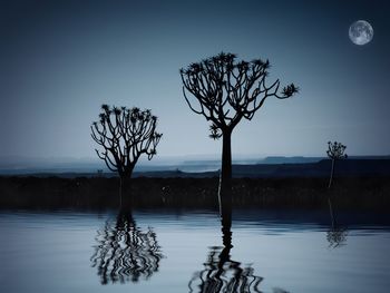 Bare tree by lake against sky at night