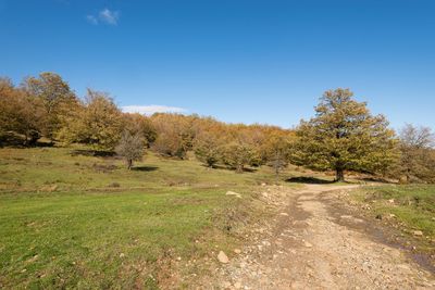 Trees on field against clear blue sky