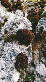 Close-up of snow on rock