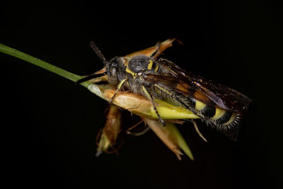 Close-up of grasshopper