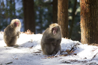 Monkey sitting on snow