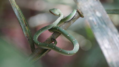 Close-up of wet plant