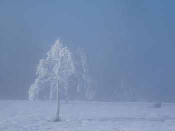  frozen trees against clear sky