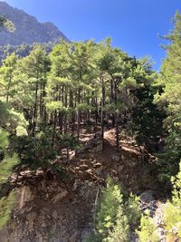 Scenic view of forest against sky