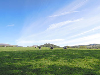 Horses grazing in a field