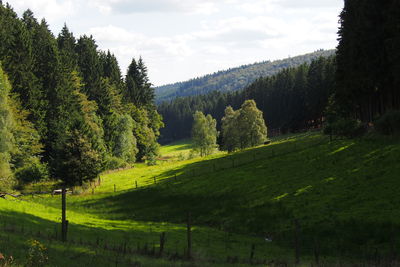 Scenic view of pine trees on field against sky