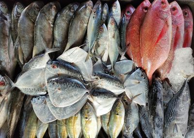 Close-up of fish for sale in market