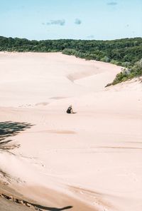 View of an animal on beach