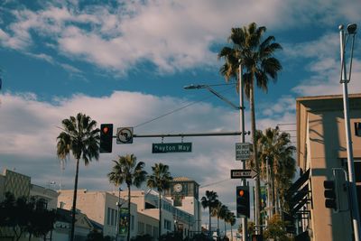 Low angle view of palm trees against sky