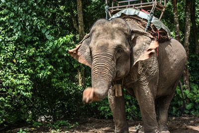 Elephant in a forest