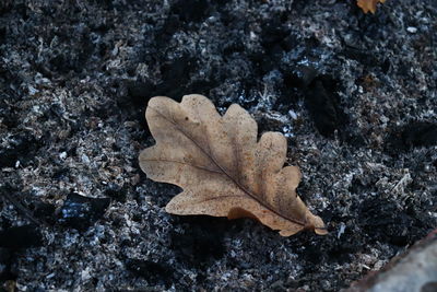Close-up of autumn leaf on rock