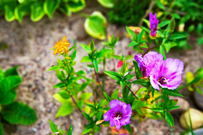 Close-up of purple flowering plants