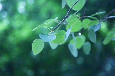 Close-up of plant