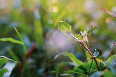 Close-up of plant growing on field