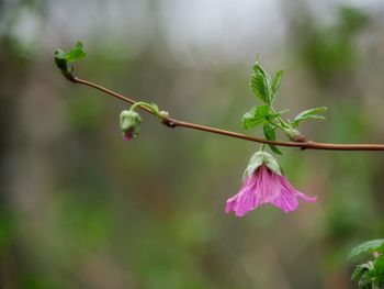 Close-up of pink flowering plant