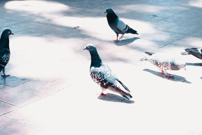 Seagull perching on ground