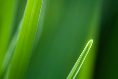 Close-up of green leaves