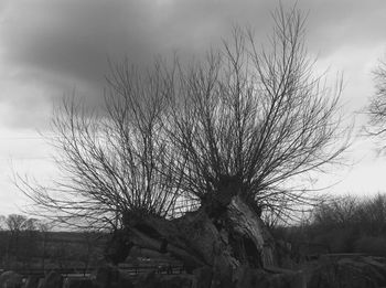 Low angle view of bare trees against sky