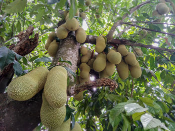 Low angle view of fruits hanging on tree