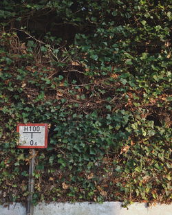 Road sign by trees