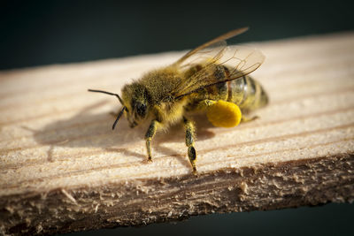 Close-up of bee