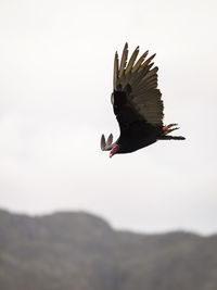 Close-up of a bird flying