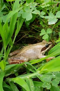 Close-up of frog on plant