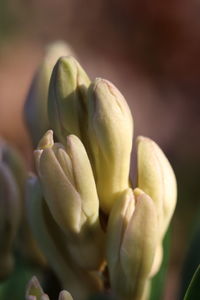 Close-up of flowering plant