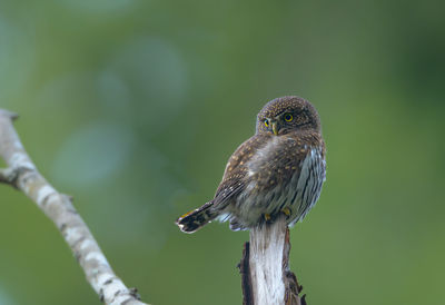 Close-up of owl perching on branch