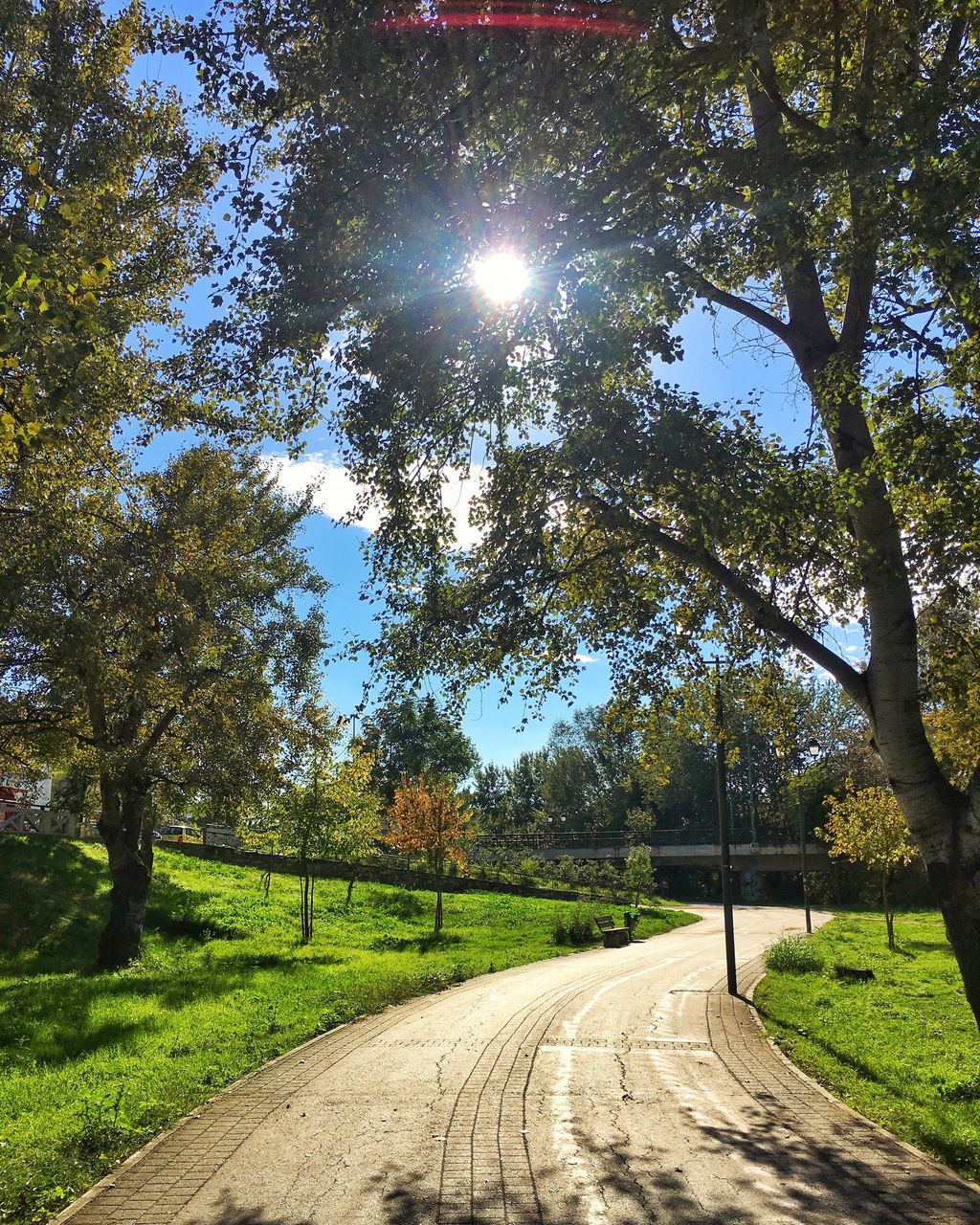 NARROW PATHWAY ALONG TREES