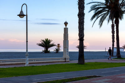 palm tree