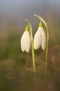 Close-up of white flowering plant on field