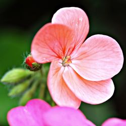 Close-up of pink flower