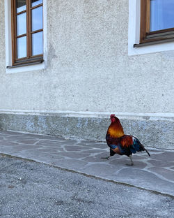 Butterfly on a window
