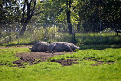 View of horse sleeping on field
