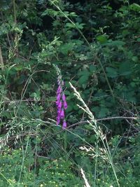 Close-up of purple flower plants