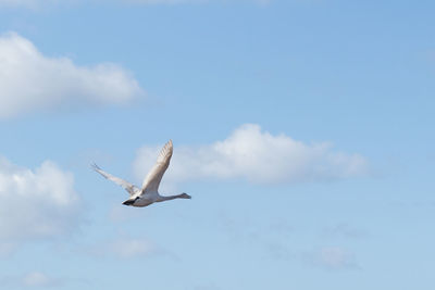 Low angle view of swan flying in sky