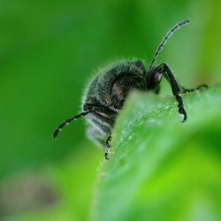 Close-up of insect on leaf