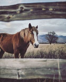 Horse on field