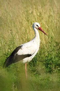 Side view of a bird on field