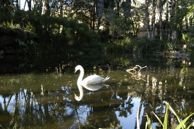 Swans in a lake