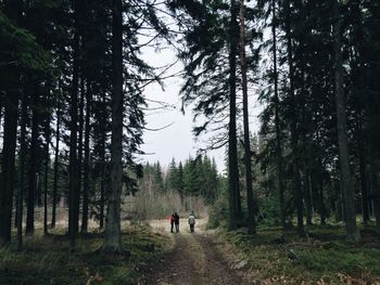 Trees in forest