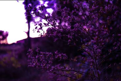 Scenic shot of purple flowers on tree