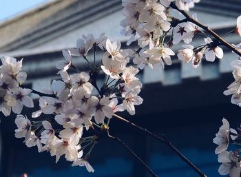 Low angle view of cherry blossom tree