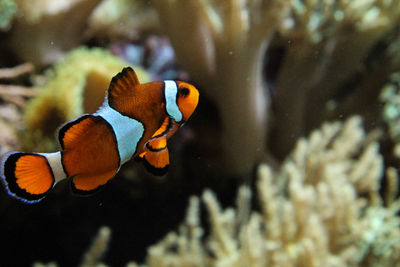 Close-up of fish swimming in aquarium