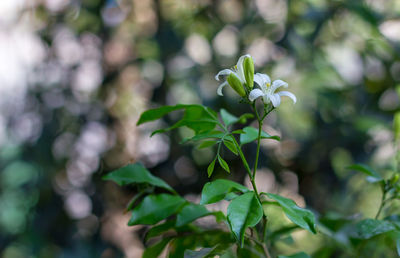 Close-up of flowers blooming outdoors