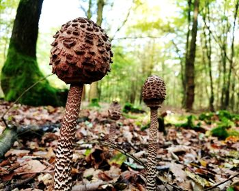 Close-up of mushroom growing on tree trunk