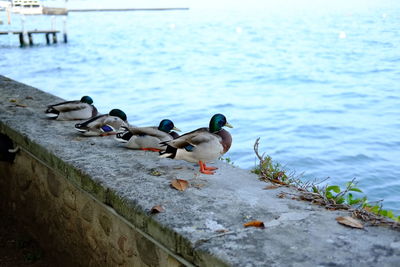 Birds on a lake