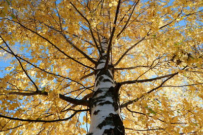 Low angle view of tree against sky during autumn