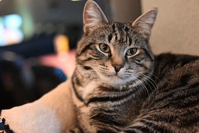 Close-up portrait of a cat at home